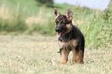 BERGER ALLEMAND 769